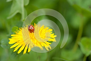 Tiny ladybird (Coccinellidae)