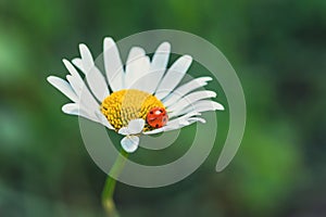 A Tiny Ladybug Resting on a Delicate Daisy in the Summer Sun
