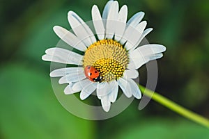 A Tiny Ladybug Resting on a Delicate Daisy in the Summer Sun