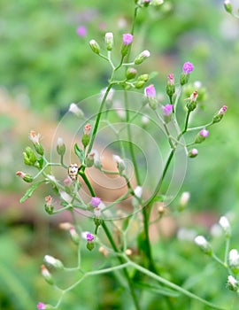 Tiny Ladybugs Walking on Little Ironweed Plant