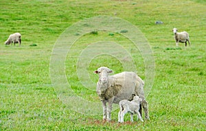 Tiny lamb suck up milk from white sheep in green field in New Zealand