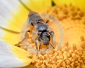 Tiny Lasioglossum dark metallic sweat bee pollinating a daisy flower. Long Island, New York, USA