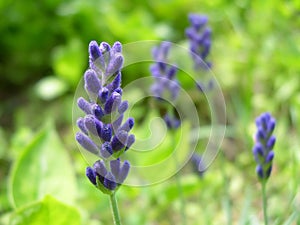 Tiny lavender photo