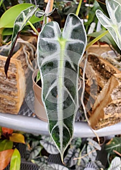 The tiny leaf of Alocasia Mythic Bambino