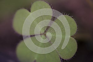 A tiny leaf of shamrock clover. macro close up, soft selective focus.