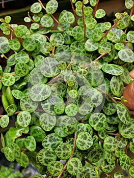 The tiny leaves of Prostrate Pepperomia, a popular tropical houseplant