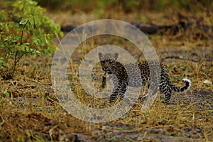 This tiny leopard cub is very proud of his find