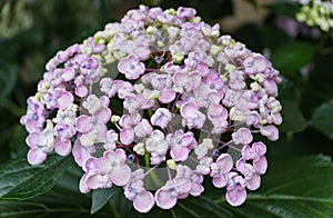 The tiny light purple color of Bigleaf Hydrangea macrophylla Ayesha photo