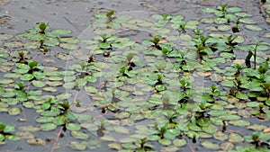 Tiny lillie pads growing on a pond.