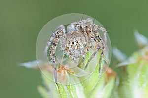 Tiny linx spider