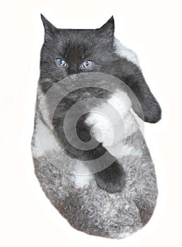 Tiny cute black kitten in felt boot