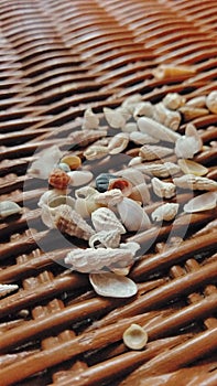 Tiny Little Cute Decorative Beach Florida Seashells in Relaxing Scene