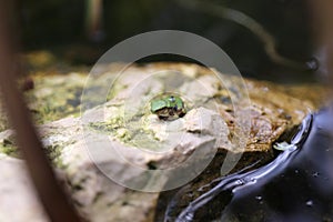 Tiny Little Grey Tree Frog Baby SItting in Pond