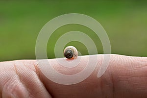 Tiny little snail crawling on a finger