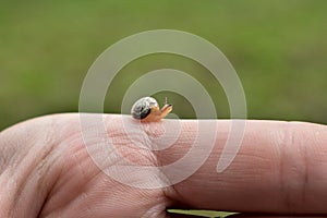 Tiny little snail crawling on a finger