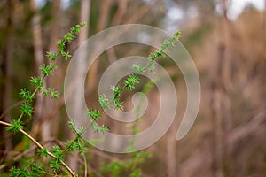 Tiny little yellow flowers in bloom on a wild spiky plant in a forest