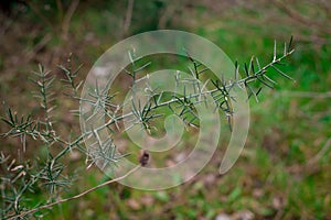 Tiny little yellow flowers in bloom on a wild spiky plant in a forest