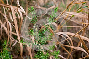 Tiny little yellow flowers in bloom on a wild spiky plant in a forest