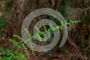 Tiny little yellow flowers in bloom on a wild spiky plant in a forest