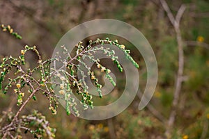 Tiny little yellow flowers in bloom on a wild spiky plant in a forest