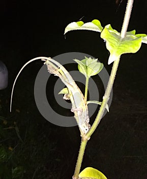 Tiny lizard baby sleeping on the branch, rarely discoverable picture