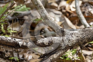 Tiny Lizard on a Branch