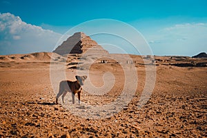 Tiny lonely sad puppy standing in the middle of the desert with the pyramids of saqqara in the background. Stray hungry dogs roam