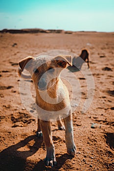 Tiny lonely sad puppy standing in the middle of the desert with the pyramids of saqqara in the background. Stray hungry dogs roam