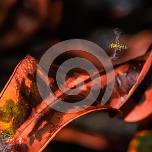 Tiny Long-Legged Fly in Flight
