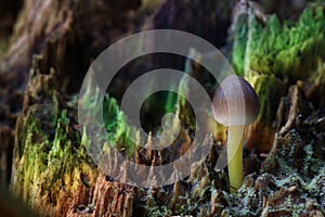 Tiny macro cosmic mushrooms toadstools