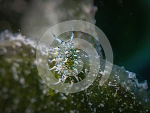 Tiny macro eyespot costasiella (Costasiella ocellifera) in the Carribbean Sea, Roatan, Bay Islands, Honduras