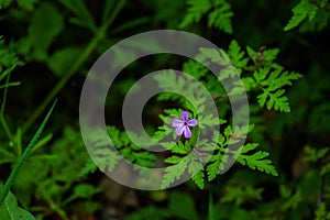Tiny macro photo of small cute little flower in the forest of Oregon with tiny purple flower and bright green leaves