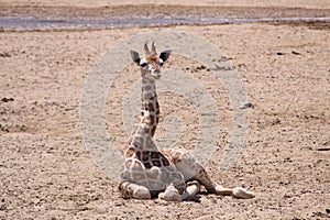 Tiny Majesty: Baby Giraffe's Serene Repose at San Diego Zoo Safari Park