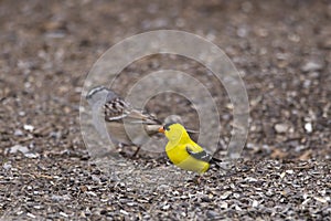 Tiny male American goldfinch seen on the ground standing in its vibrant yellow spring plumage
