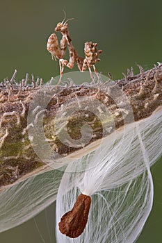 Tiny Mantis on Milkweed