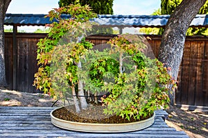 Tiny maple tree bonsai forest in single pot with multiple plants in front of dark wooden fence