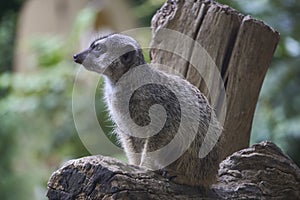 Tiny Meercat sitting on log watching alert to its surroundings