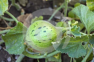 Tiny melons in the garden, immature tiny melon pictures,