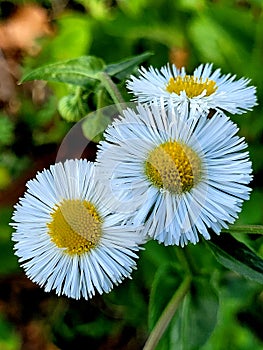 Tiny Michaelmas daisy