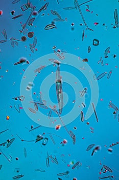 tiny microscopic diatoms