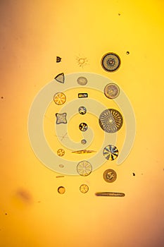 tiny microscopic diatoms