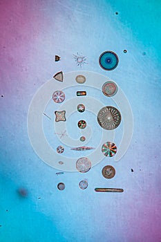 tiny microscopic diatoms