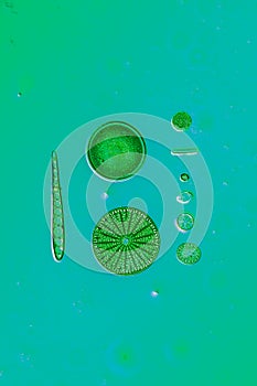 Pequeno microscópico diatomeas 