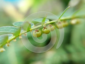 Tiny Mimosa pudica fuits on petiole