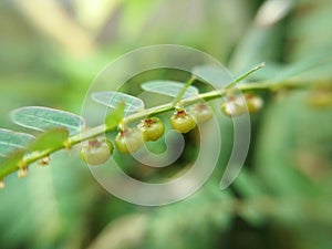 Tiny Mimosa pudica fuits on petiole