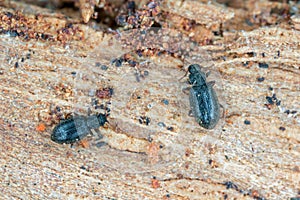 Tiny minute brown scavenger beetle Latridiidae, lathridiidae.