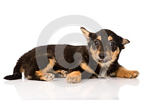 Tiny mixed breed puppy dog looking at camera. isolated on white