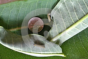 Tiny Monarch Caterpillars with Coin Comparison on Milkweed Leaves- (Danaus plexippus)