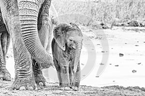 Tiny monochrome African elephant calf