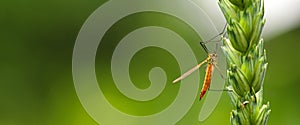 Tiny mosquito, close up, insect fly, resting on a green unripe ear of wheat on a soft green background. Macro Home of insects.